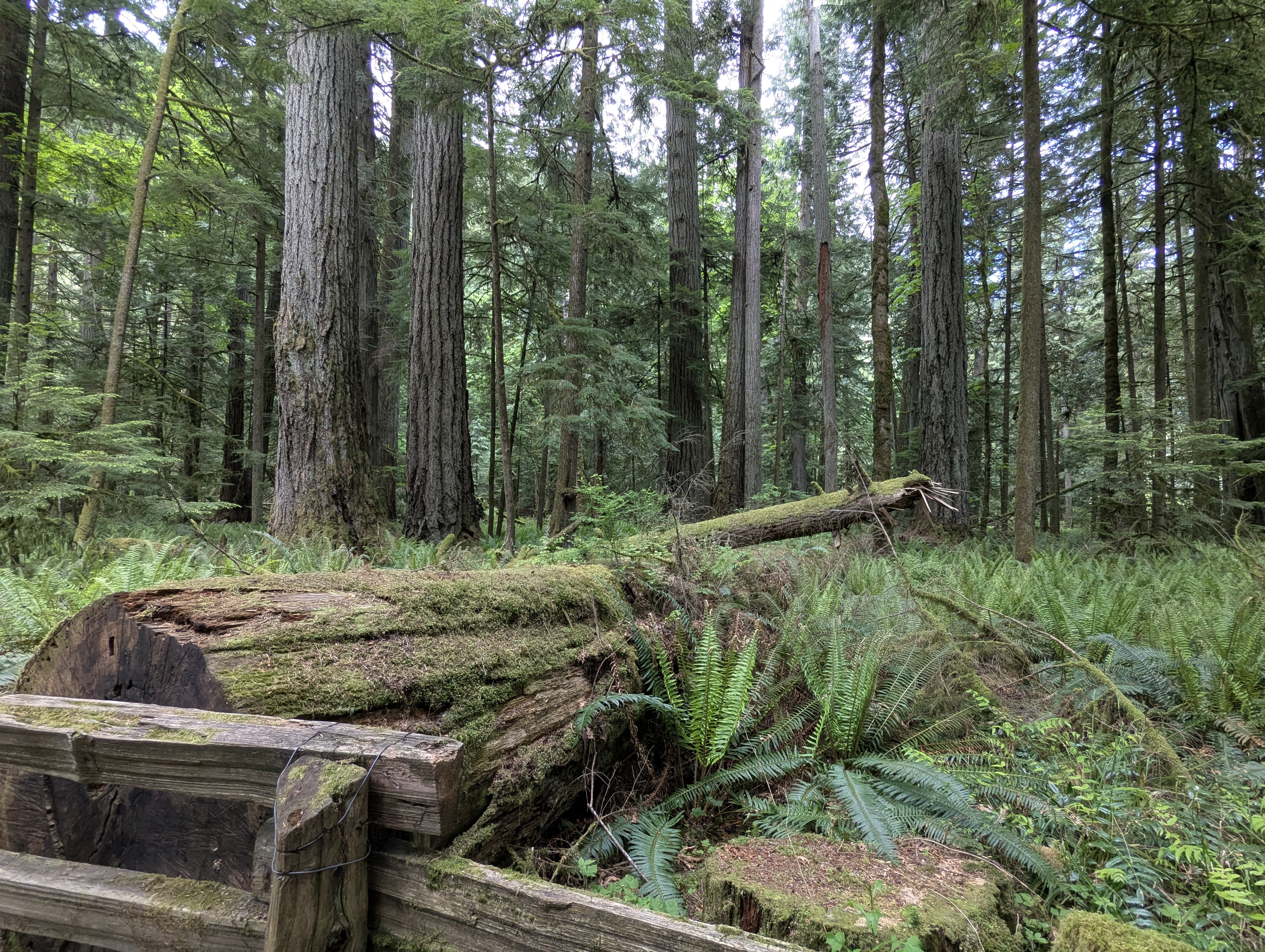 Birthday Trip to Canada, Cathedral Grove, Vancouver Island